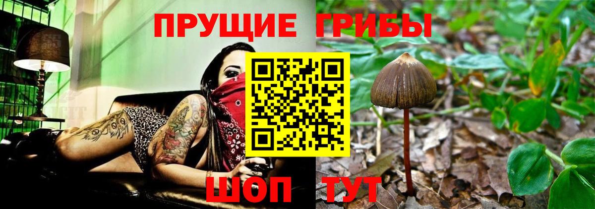 Галлюциногенные грибы Psilocybe Краснокаменск
